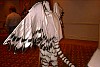 diadexxback.jpg