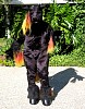 emberfront2.jpg