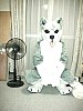husky01.jpg